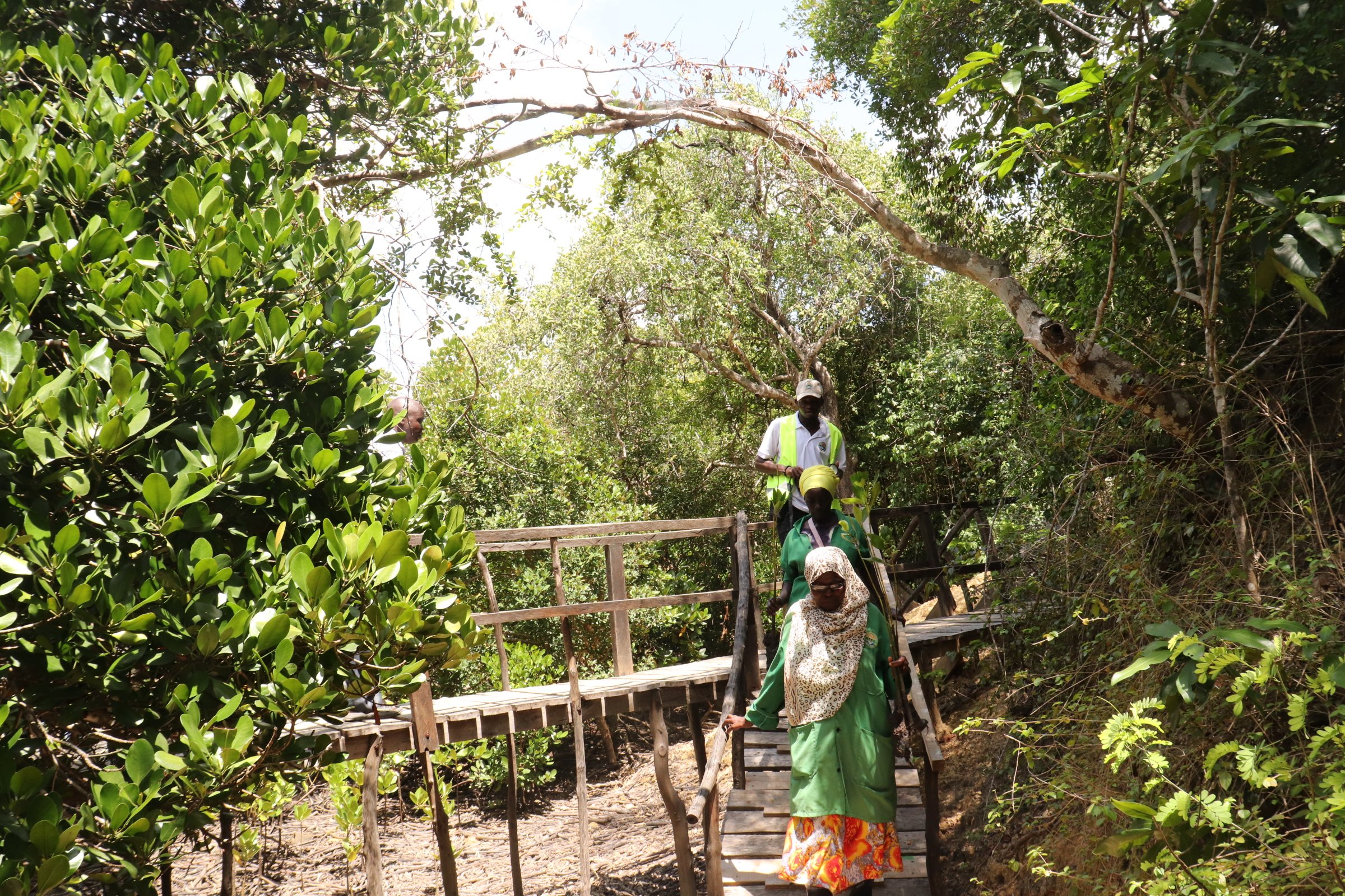Des bénévoles marchant sur une passerelle à travers une dense forêt de mangrove sur la côte kényane
