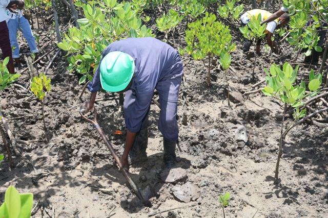 Twende Green Planet – 024