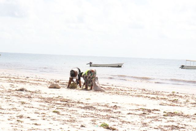 Twende Green Planet – 191