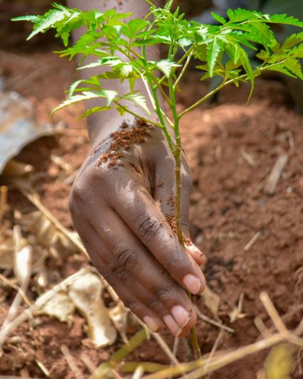 A hand planting a young tree seedling into the soil