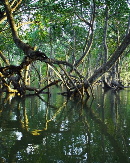 Mangrove forest reflected in calm tidal water at Mida Creek, Kilifi County, Kenya