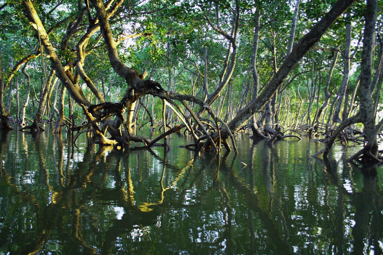 Mangrove forest reflected in calm tidal water at Mida Creek, Kilifi County, Kenya